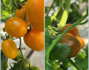 [대우농장] 우수농산물 gap 대추방울 토마토 3kg(빨강+노랑+검정)