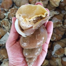[지삼유통] 동해안 자연산 백골뱅이 백고동 중소 1kg 25-30미내외