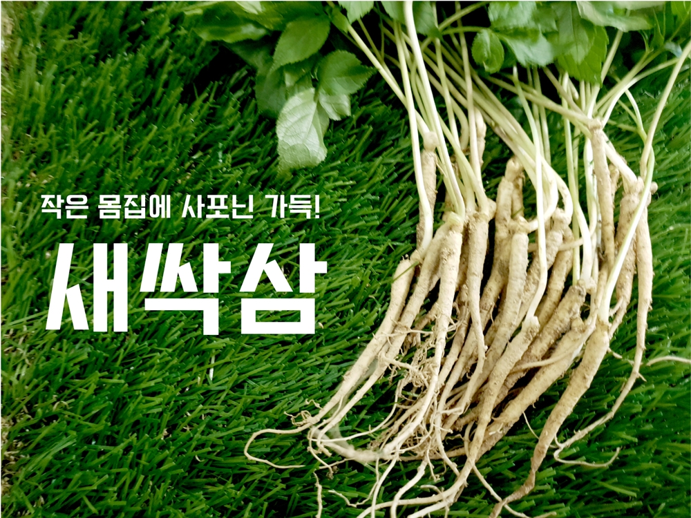 [무지개농장]가족 면역력 강화 무농약 재배 새싹인삼 50뿌리 외