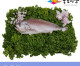 [죽도시장] 침조기(제수용생선) 35Cm-40Cm / 1마리 / 경북 동해안 최대 전통시장 죽도시장 특선 제수용 생선
