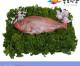 [죽도시장] 열기(제수용생선) 40Cm-45Cm / 1마리 / 경북 동해안 최대 전통시장 죽도시장 특선 제수용 생선