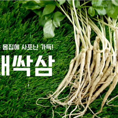 [무지개농장]가족 면역력 강화 무농약 재배 새싹인삼 50뿌리 외